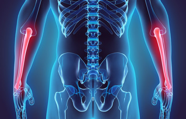 3D illustration of Ulna, medical concept.