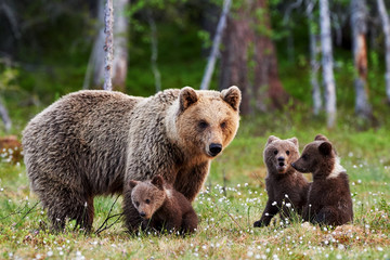 Mother brown bear and her cubs - obrazy, fototapety, plakaty