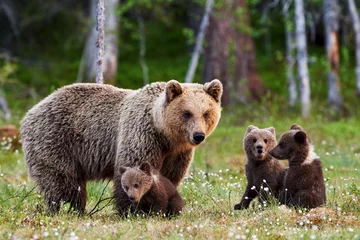 Foto op Aluminium Moeder bruine beer en haar welpen © lucaar