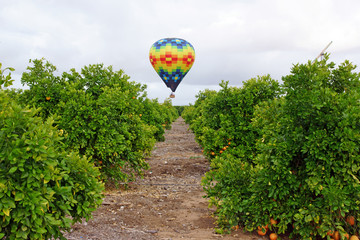 Naklejka premium Hot air balloon floats over vineyards and orchards during Temecula Balloon and Wine Festival in California