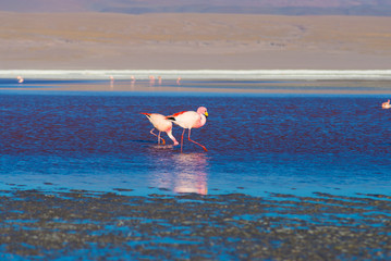 Pink flamingos at 