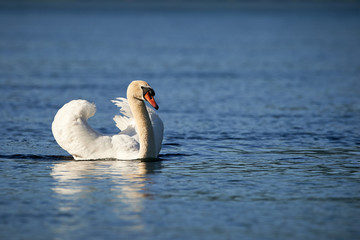 Fototapeta na wymiar Swan in blue water