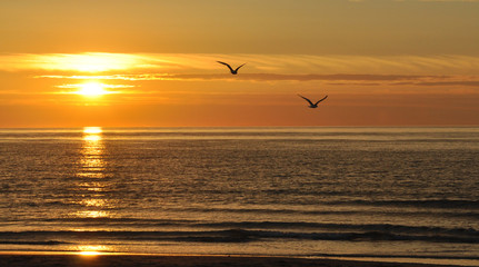 Möwen fliegen im Sonnenuntergang über das Meer
