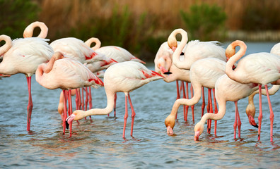 Fototapeta premium Group of pink flamingos