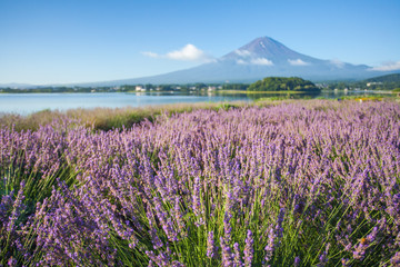 The purple color of lavender and Mountain Fuji in background near the shoreline of The Lake Kawaguchiko