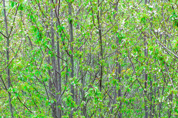 View on bright green tree crowns