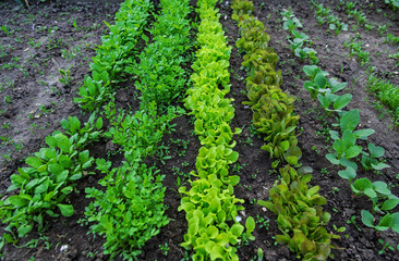 Fototapeta na wymiar Green lettuce seedling in growth at vegetable garden