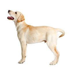 Cute Labrador dog isolated on white
