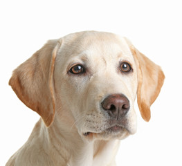 Cute Labrador dog isolated on white