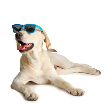 Cute Labrador Dog With Sunglasses Isolated On White