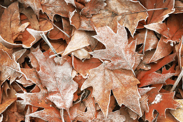 Pile of different dry leaves underfoot