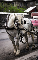 white horse pulling a buggy for visitors in historic old Montreal

