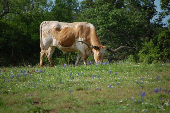 Central Texas Longhorn With Bluebonnets