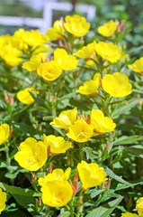 buttercup yellow blossom with leaf