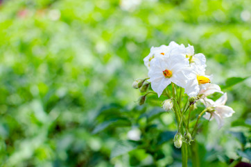 flowers of potato