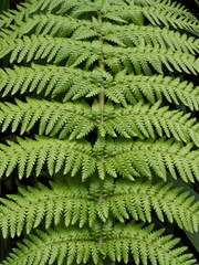 fern leaf texture background