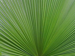 Obraz premium palm leaf texture background
