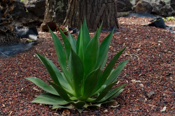 Agave