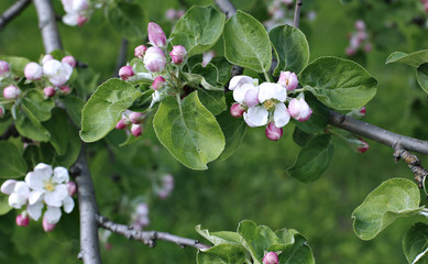 Blooming flowers on the apple branch