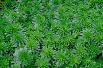 Myriophyllum aquaticum