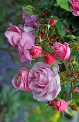 Pink spring roses and rosebuds