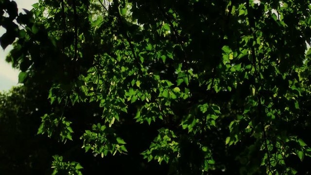 Play of sunbeams through birch tree foliage on the wind. Beautiful nature