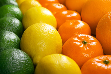 Colorful mixed citrus fruit  sorted and lined up in rows, close up