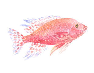 Copadichromis azureus cichlid. Exotic decorative fish on a white background. Watercolor painting