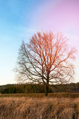 The image of autumn tree