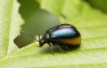 Female alder leaf beetle Agelastica alni full with eggs on alder leaf