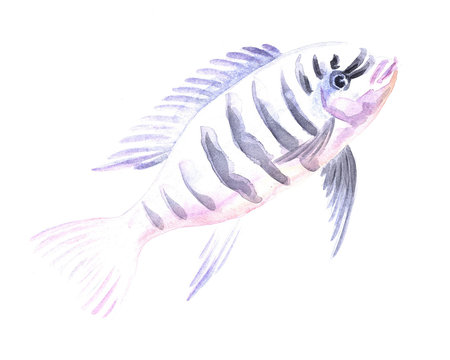 Pseudotropheus zebra cichlid . Exotic decorative fish on a white background. Watercolor painting