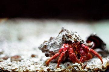 Hermit crab close up