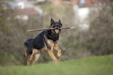 german shepherd dog play and bring back branch