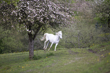 Obraz na płótnie Canvas White horse gallop free on meadow in springtime