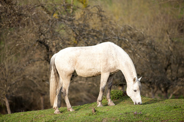 Obraz na płótnie Canvas andalusian horse waiting outside portrait