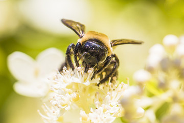 a bumble bee feeds on flowers