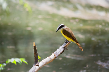 El pájaro en el tronco mira el agua del lago.