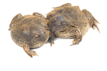 The thailand bullfrog on white
