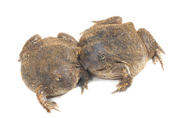 The thailand bullfrog on white
