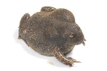 The thailand bullfrog on white
