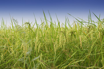 Paddy field, green agriculture land, India