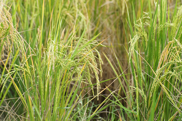 Paddy field, green agriculture land, India