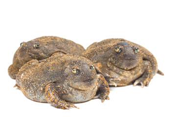 The thailand bullfrog on white
