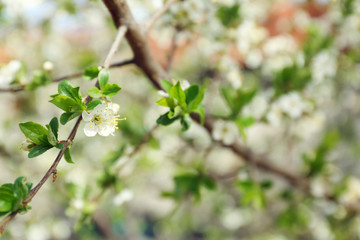 Blooming tree, closeup