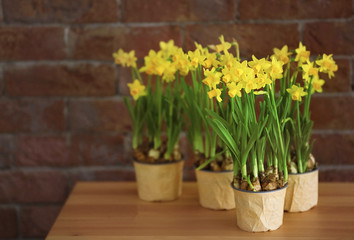 Beautiful narcissus on the table on brick wall background