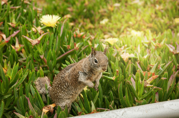 Naklejka na ściany i meble California Ground Squirrel