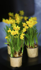 Beautiful narcissus on the chair on wall background