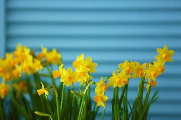 Obraz premium Beautiful narcissus on blue wooden background