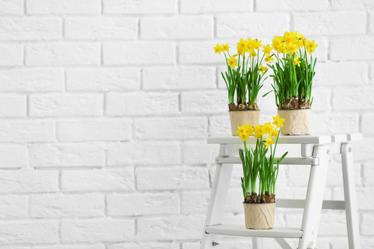 Beautiful narcissus on brick wall background