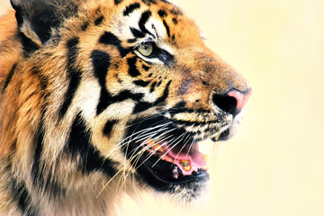Fototapeta premium Angry face of Royal Bengal Tiger, Panthera Tigris, India